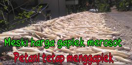 Petani keluhkan harga gaplek yang merosot tajam